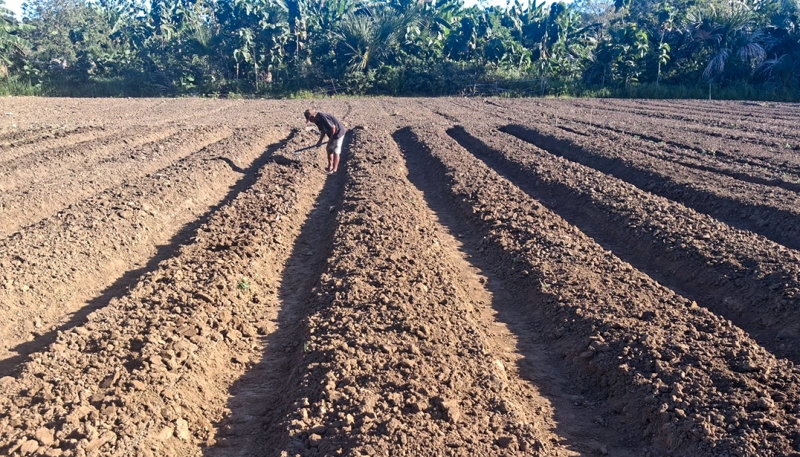 Real Steps in Sustainable Agricultural Practices in Belu and Malaka